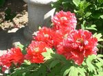 fotografie Záhradné kvety Strom Pivonka (Paeonia-suffruticosa), červená