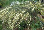Photo les fleurs du jardin Balai (Cytisus), jaune