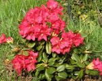 fénykép Kerti Virágok Azálea, Pinxterbloom (Rhododendron), piros