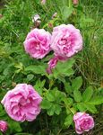 снимка Градински цветове Плаж Роза (Rosa-rugosa), розов