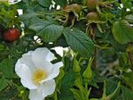 Photo les fleurs du jardin Beach Rose (Rosa-rugosa), blanc