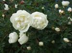 foto I fiori da giardino Rosa (rose), bianco