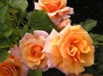 foto Flores do Jardim Polyantha Rosa (Rosa polyantha), laranja