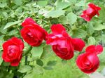 fotografie Záhradné kvety Ruže Tramp, Horolezectvo Ruže (Rose Rambler), červená
