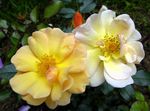 フォト 庭の花 グランドカバーのバラ (Rose-Ground-Cover), 黄