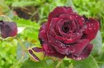 Фото Садові Квіти Троянда Чайно-Гібридна (Rosa), бордовий