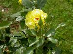 Foto Vrtne Cvjetovi Hibridni Čaj Ruža (Rosa), žuta