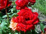 фотографија Баштенске Цветови Хибрид Чај Росе (Rosa), црвено