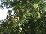 Fil Trädgårdsblommor Rönn (Sorbus aucuparia), vit