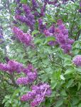 fotografie Záhradné kvety Spoločné Orgován, Francúzsky Orgován (Syringa vulgaris), fialový