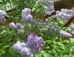 Foto Gartenblumen Gewöhnlicher Flieder, Französisch Lilac (Syringa vulgaris), flieder