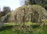 φωτογραφία Λουλούδια κήπου Prunus, Δαμάσκηνο Δέντρο , λευκό