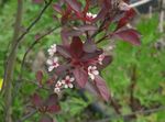 Bilde Hage blomster Prunus, Plommetre , hvit