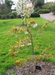 Photo bláthanna gairdín Prunus, Crann Pluma , bándearg