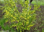 Фото Садові Квіти Смородина (Ribes), жовтий