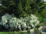 Photo les fleurs du jardin Spirée, Le Voile De Mariée, Maybush (Spiraea), blanc