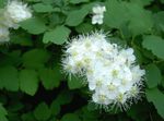 zdjęcie Ogrodowe Kwiaty Spirea, Zasłona Dla Nowożeńców, W Maybush (Spiraea), biały