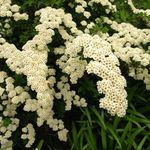 zdjęcie Ogrodowe Kwiaty Spirea, Zasłona Dla Nowożeńców, W Maybush (Spiraea), biały