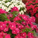 φωτογραφία Λουλούδια κήπου Κοινή Μυρτιά, Υφέρπουσα Μυρτιά, Λουλούδι Του Θανάτου (Vinca minor), ροζ