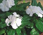 fotografie Záhradné kvety Obyčajný Brčál, Postupný Myrty, Kvet-Of-Smrti (Vinca minor), biely