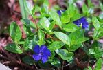 フォト 庭の花 共通ツルニチニチソウ、忍び寄るギンバイカ、花の死 (Vinca minor), 青