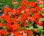 Bilde Hage blomster Felles Periwinkle, Snikende Myrt, Flower-Of-Death (Vinca minor), rød