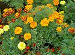 fotografie Záhradné kvety Nechtík (Tagetes), oranžový