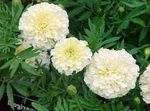 fotografie Zahradní květiny Měsíček (Tagetes), bílá
