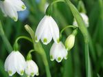 fotografie Fulg De Nea Primăvară, St. Floare Agnes (Leucojum), alb