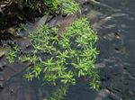 kuva Puutarhakukat Vesi Esikko, Suo Purslane, Suo Seedboxia (Callitriche palustris), vihreä