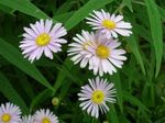 fotografie Zahradní květiny Bolton Astra, Bílé Panenky Sedmikráska, Falešné Aster, Falešné Heřmánek (Boltonia asteroides), růžový