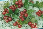 снимка Градински цветове Червена Боровинка, Червена Боровинка Планина, Боровинка, Foxberry (Vaccinium vitis-idaea), червен