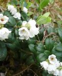 フォト 庭の花 コケモモ、山のクランベリー、コケモモ、キツネのベリー (Vaccinium vitis-idaea), ホワイト