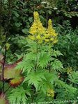 Bilde Hage blomster Bigleaf Ligularia, Leopard Plante, Golden Groundsel , gul