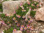 fotografie Záhradné kvety Waldheimia (Waldheimia tridactylites), ružová