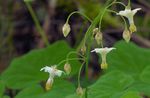 Foto Gartenblumen Vancouveria (Vancouveria hexandra), weiß