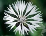 Foto Flores de jardín Centaurea, Cardo Estrella, Aciano , blanco