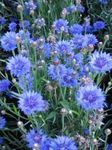 fotoğraf Bahçe Çiçekleri Knapweed, Yıldız Devedikeni, Peygamberçiçeği (Centaurea), açık mavi