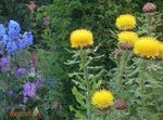 Foto Gelb Hardhead, Bighead Knapweed, Riesenflockenblume, Armenisch Basketflower, Zitrone Flusen Flockenblume Merkmale