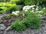 φωτογραφία Λουλούδια κήπου Thalictrum Petaloideum , λευκό