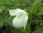 fotografie Záhradné kvety Lady Papučkový (Cypripedium ventricosum), biely