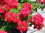 zdjęcie Ogrodowe Kwiaty Verbena Hybrydowy , czerwony