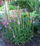 φωτογραφία Λουλούδια κήπου Longleaf Βερονίκη (Veronica longifolia), ροζ