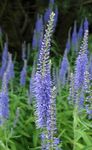 φωτογραφία Λουλούδια κήπου Longleaf Βερονίκη (Veronica longifolia), γαλάζιο