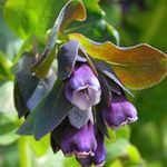 Foto Honeywort, Blau Garnelen Pflanze, Blau Wachsblume Merkmale