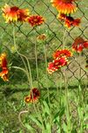 фотографија Баштенске Цветови Ћебе Цвећа (Gaillardia), црвено