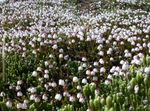 fotografie Záhradné kvety Aljaška Bellheather (Harrimanella), biely