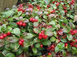 Foto Have Blomster Gaultheria, Checkerberry , hvid