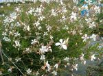 Фото Садовые Цветы Гаура (Gaura), белый