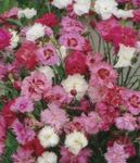 Фото Садові Квіти Гвоздика Шабо (Dianthus caryophyllus), рожевий
